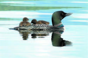 SPECTACULAR SIGHT â€” Although it is a spectacular sight seeing chicks with their mother, onlookers should keep their distance to avoid distressing the birds. (File Photo) Calls of the Common loon Yodel â€” Only the males do the yodel. This call is done when the loon is threatened and when the loon encounters other males during springtime mating season. Tremolo â€” This sound is part of pair bonding. Also is used as stress call.  Hoot â€” This is a shorter, contact call between bonded pairs and family members.  Wail â€” This call is a longer, reverberating sound. It is used as a contact call between parents and chicks. 