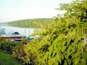 Japanese knotweed creates a barrier on the west side of Pleasant Lake. The knotweed is an aggressive invasive plant that can easily take over an area. (De Busk Photo)