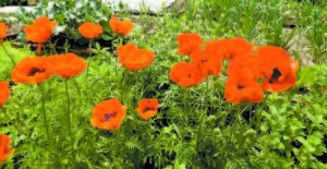 MYSTERIOUS POPPIES â€” Were they a sign from my mother that Jason was okay, safe, at peace?