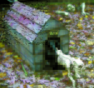 THIS CANINE SKELETON exits its doghouse on a pulley system designed by Casco resident Rick Poland. (De Busk Photo)  
