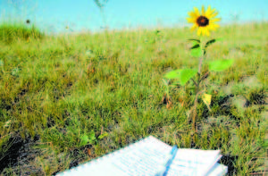 A SCENE AND A NOTEBOOK â€” â€œThe single wild flower I study, while lying on my stomach that morning on the hilltop above the trading post. The closer I look, the more I see,â€ wrote Kevin Hancock.