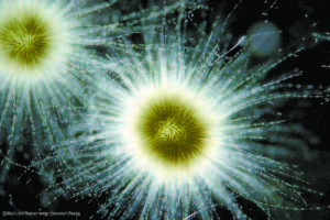 Gloeotrichia algae