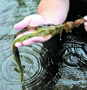 The red stem of a variable leaf milfoil plant.