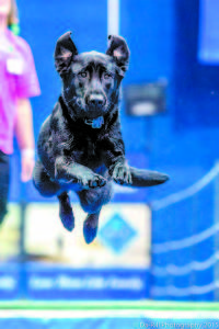 HERE COMES HATTIE â€” Leaping her way to a world-class sixth place win in the Big Air Division of the Dock Dog World Championships held last month in Iowa. The black lab, owned by Kristin Hanscom of Bridgton, made it to the finals by jumping 20.1 feet off a dock into a pool to catch a foam bumper in her mouth. (Photo courtesy Da-Rill Photography) 