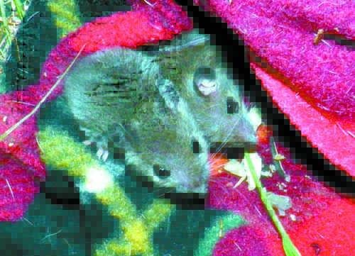 WA mice more susceptible to rodent killer - The Junction
